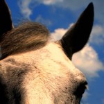 cropped-Basic-Hirse-Care-Header-close-up.jpg