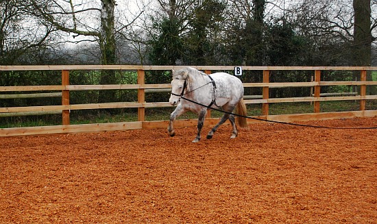 Basic Horse Care Lunging with roller left rein (www.basic-horse-care.com)