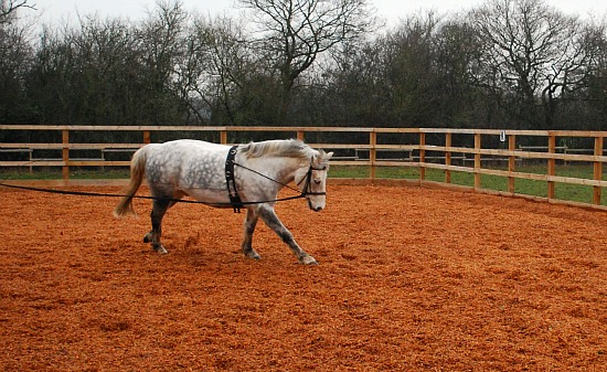 Basic Horse care Lunging with roller (www.basic-horse-care.com)