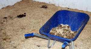 Mucking Out Shavings Dirty (www.Basic-Horse-Care.com)