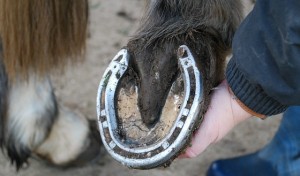Picking Out Feet Clean (www.Basic-Horse-Care.com)