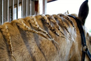 Plaiting mane in bunches (www.Basic-Horse-Care.com)