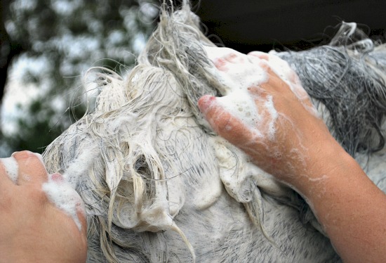 Washing Mane (www.Basic-Horse-Care.com)