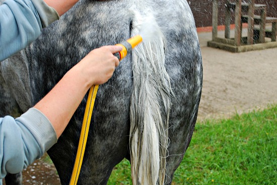 Washing tail (www.Basic-Horse-Care.com) Washing tail (www.Basic-Horse-Care.com)