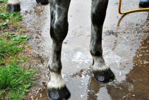 washing legs (www.Basic-Horse-Care.com)