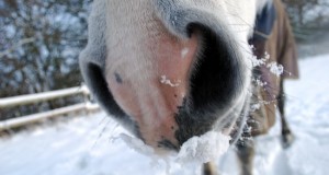 Basic Horse Care Snow Nose (www.basic-horse-care.com)