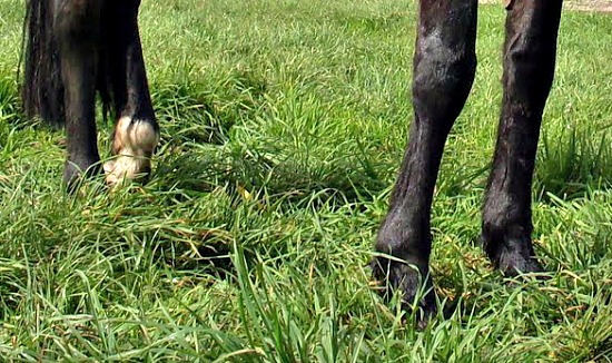 Horse Feet on grass