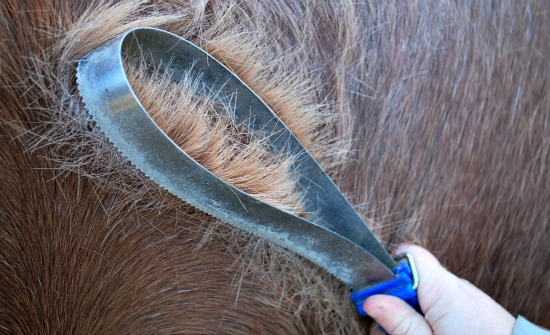 Horse Shedding Blade (www.Basic-Horse-Care.com)