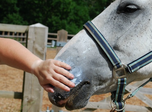 Horse Suncream (www.Basic-Horse-Care.com) Horse Suncream (www.Basic-Horse-Care.com)