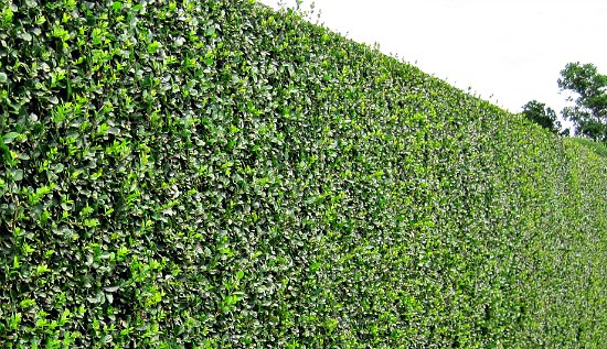 Privet Hedge