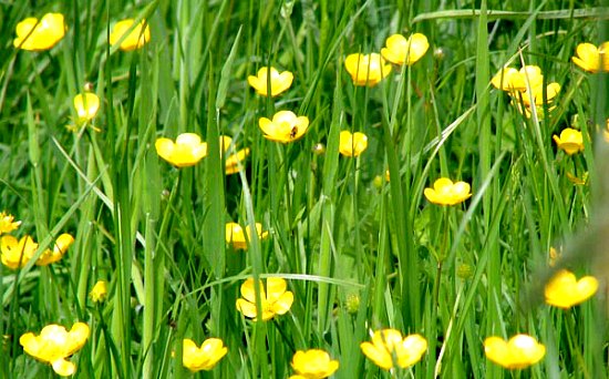 buttercups buttercups